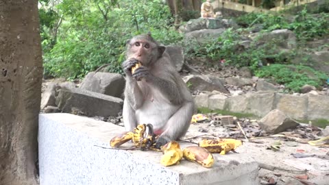 Monkeys Being Familiar With Living Beside Human