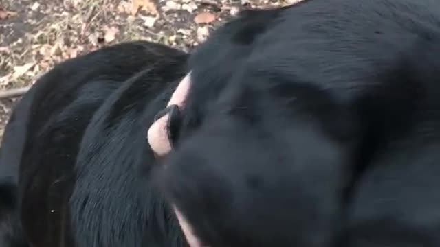 Black labrador looks at the camera for his toy