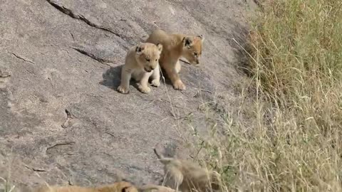 SIX LION CUBS adventure