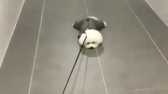 Funny Dog Gets Drawn on the Floor to take a walk