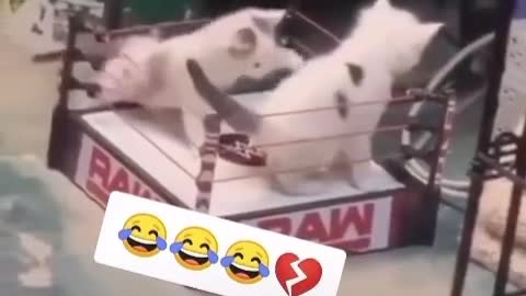 Adorable cute kitten wwe😍😂🤣