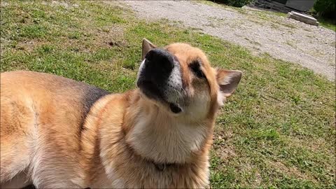 Very cute dog😍His hair is beautiful.