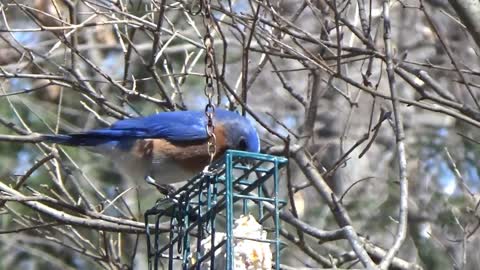 Blue Bird