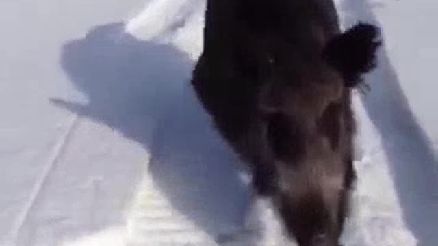 Wild boar runs after hunters on a snowmobile.