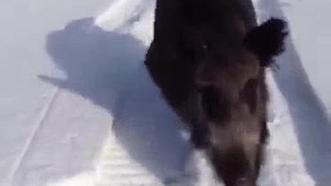 Wild boar runs after hunters on a snowmobile.