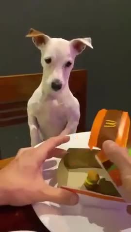 The collapse of hopes