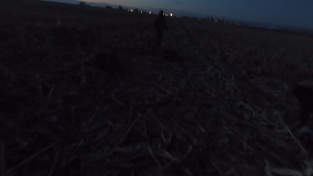 Human's Barely Escape Starving Ducks