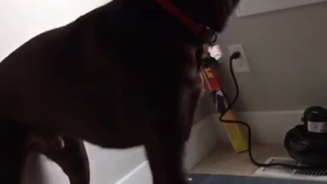 Black dog walking on treadmill with front two legs only