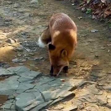 Fox in the road