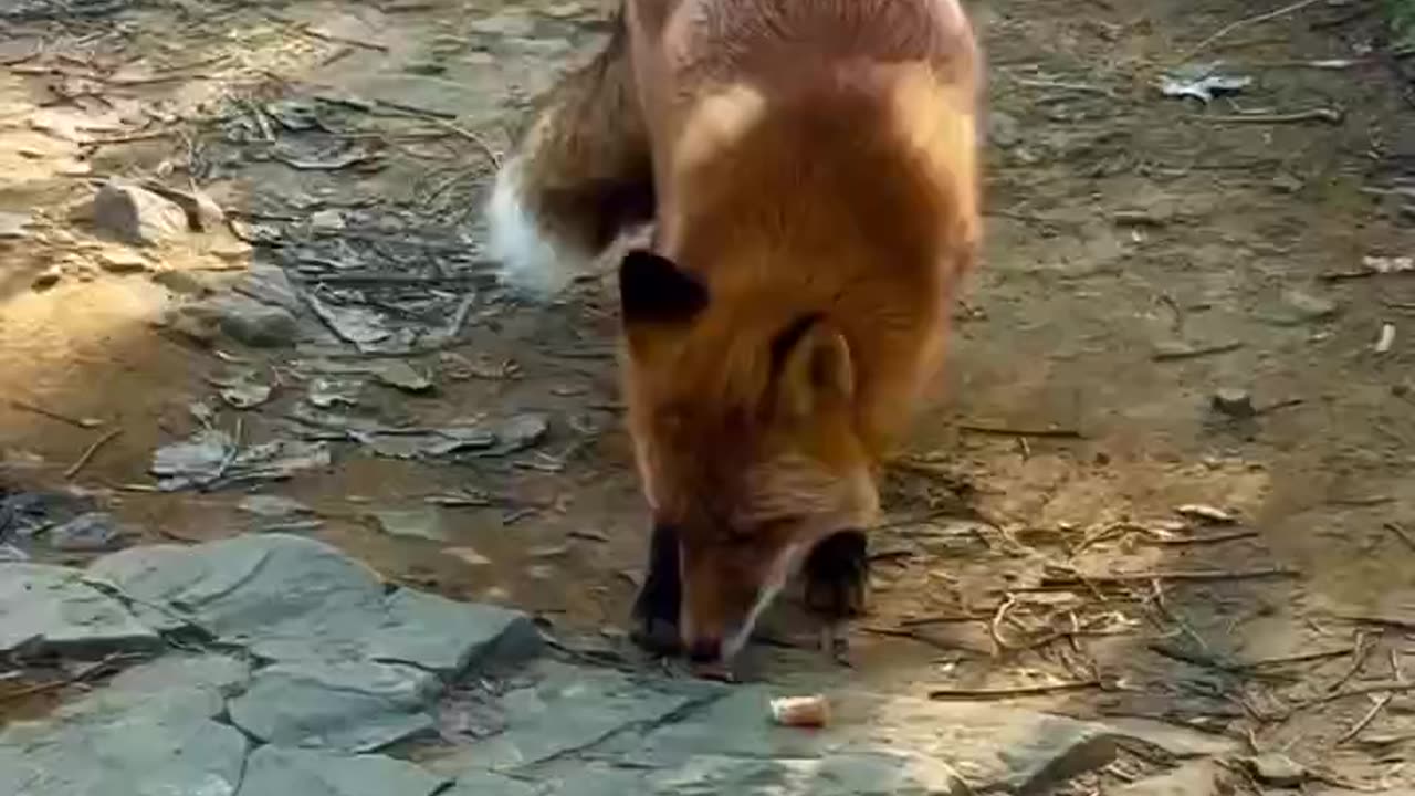 Fox in the road