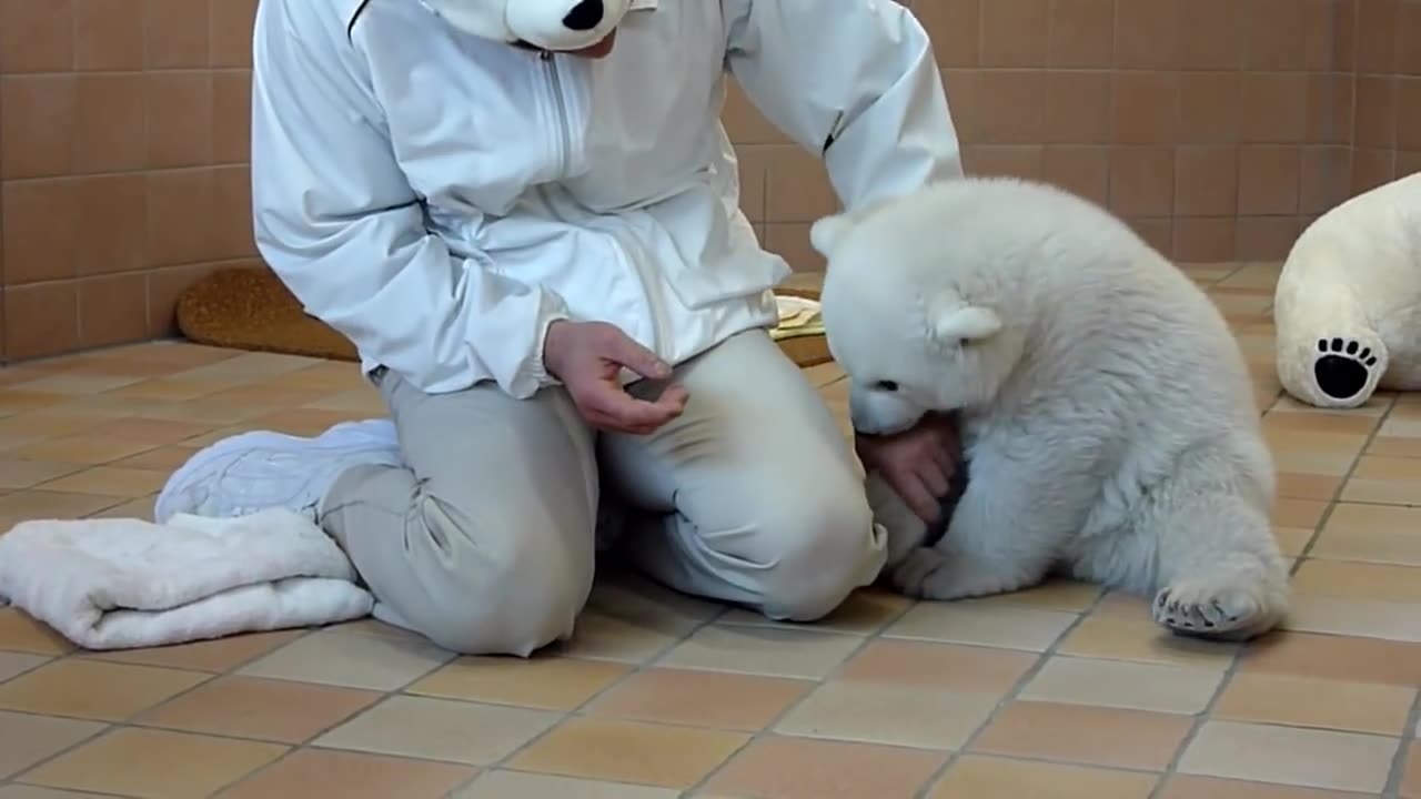 Cute polar bear baby.