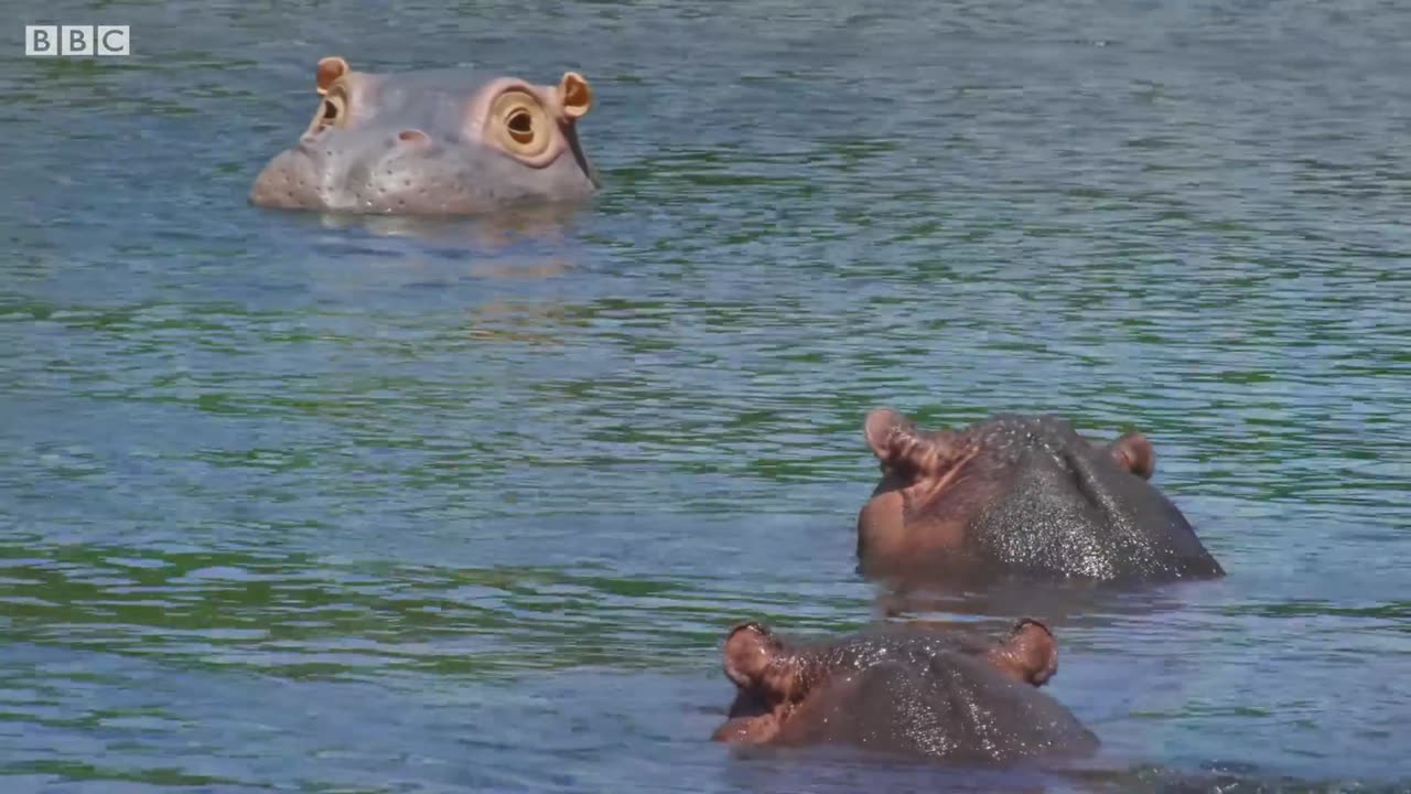 The Beauty regime of Hippos