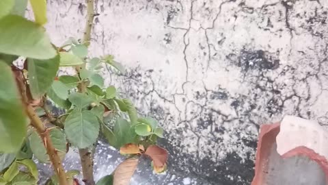 How to Grow Rose Plant | Rose Plant Dieback | English Rose Plant | Grafted Rose @dailyhabits92