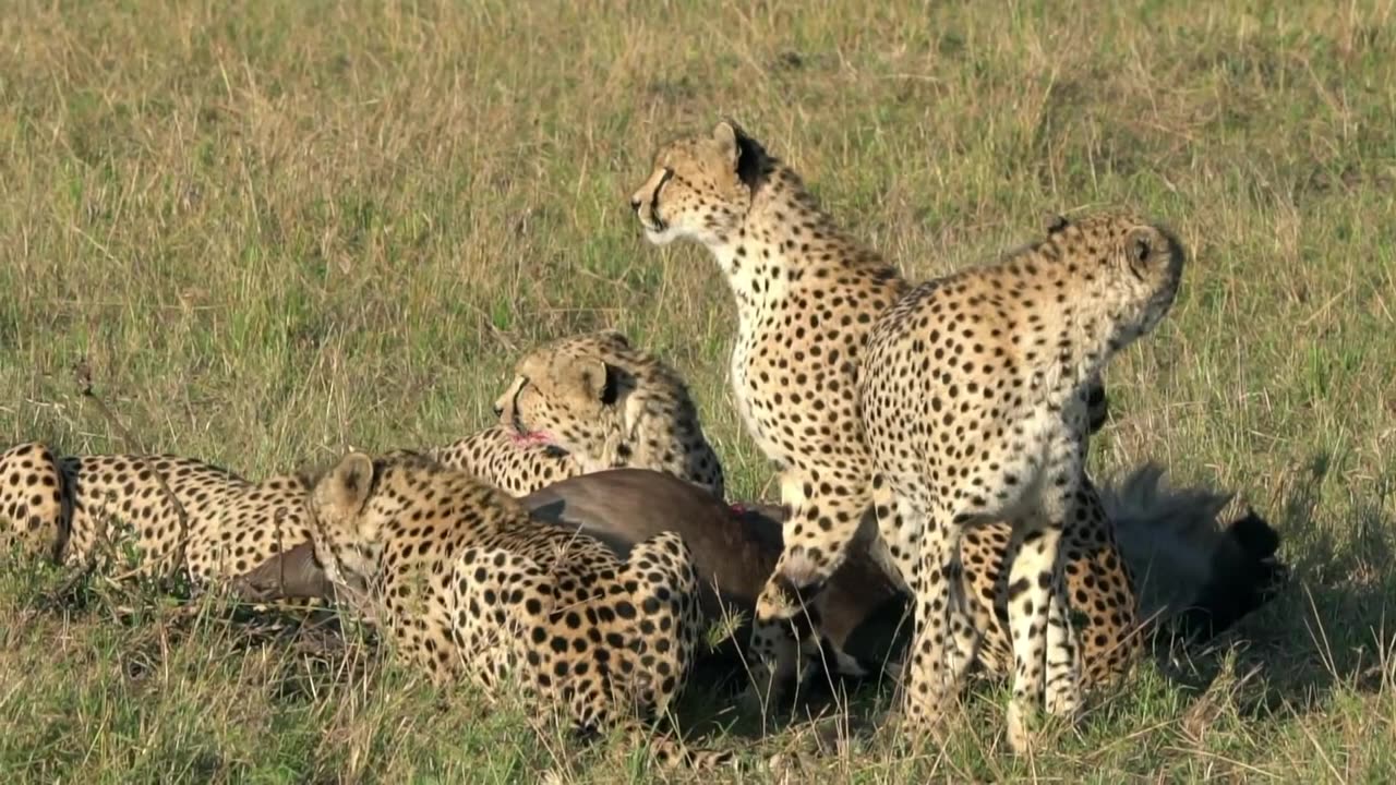 A cheetah hunting. Animals videos