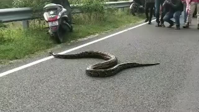 😱Biggest Snake EVER in India ...