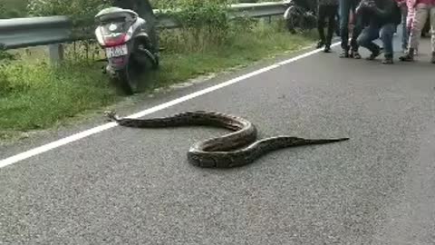 😱Biggest Snake EVER in India ...