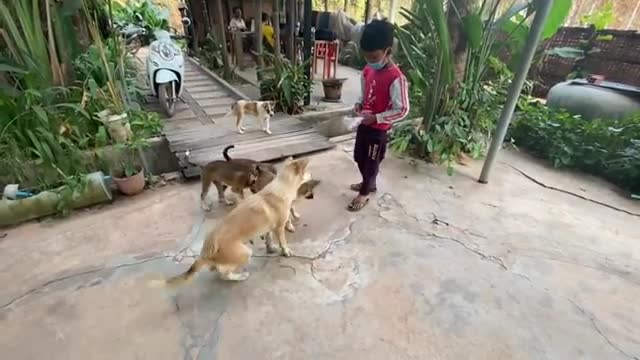 Cute Puppies Video By Animal Blogger - Thiara Feed Lovely Dogs - Smart Pets