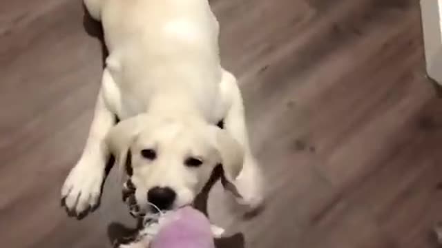 Cutest and Funniest Labrador puppies