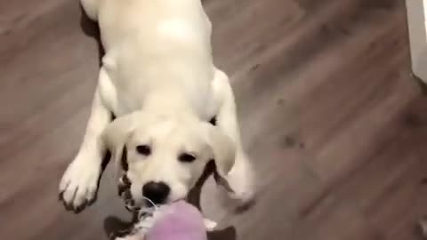 Cutest and Funniest Labrador puppies