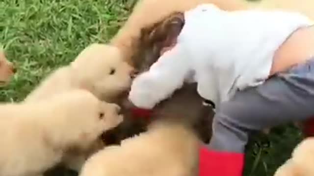 Puppies launches cuteness attack on toddler