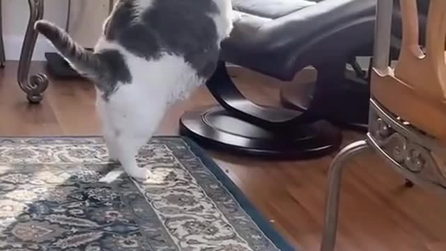 Funny fat cat trying to get on his favorite chair 😹😹