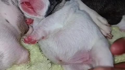 Dog baby sleeping, dog baby fun