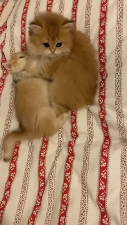 cute cats😍#shorts #cat #cutecat