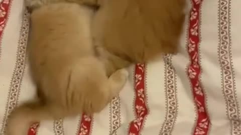 cute cats😍#shorts #cat #cutecat