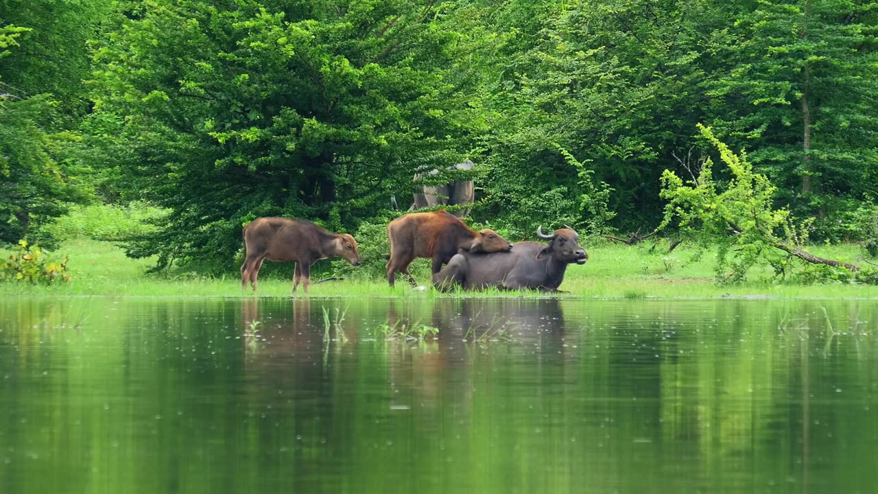 Jungle cow