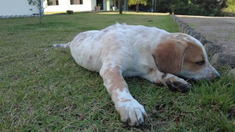 Dog lying on grass eating