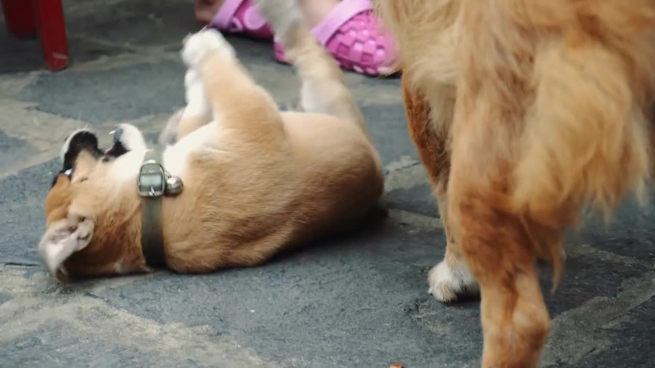 Portrait of puppy playing and jumping with a dog