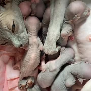 Kucing Yang Sangat Cantik