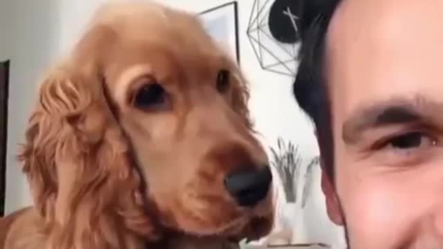 Dogs funny Reaction on mysterious sound effect. Funny dogs video