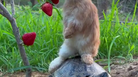 The little bunny rides on a turtle while eating strawberries.