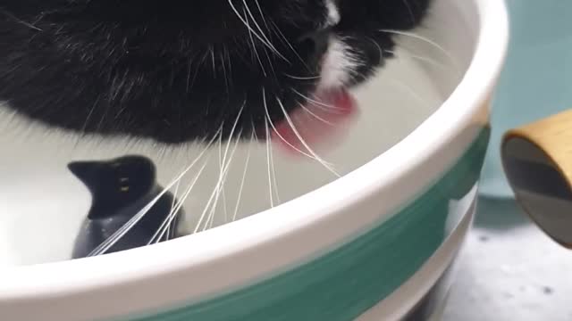 A black cat drinking water while looking at a black cat.