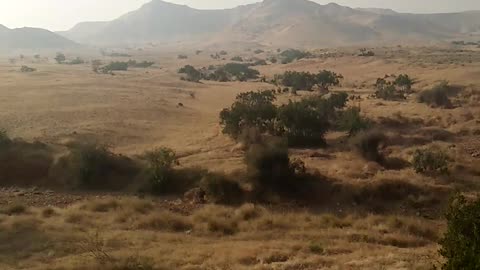 Desert scene