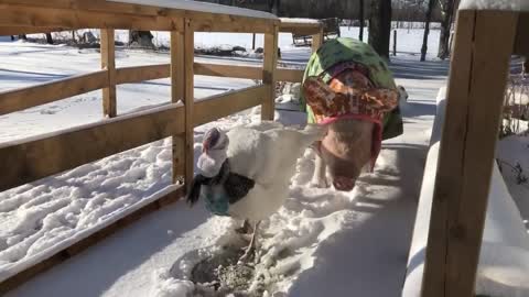 Esther The Pig and Friends Return from Winter Outing