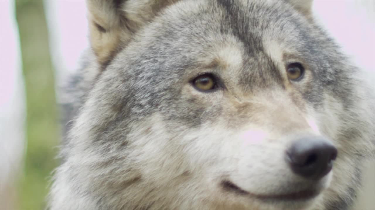 The magnificent polar snow wolf