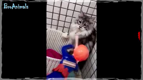 FUNNY CATS (fun with animals)