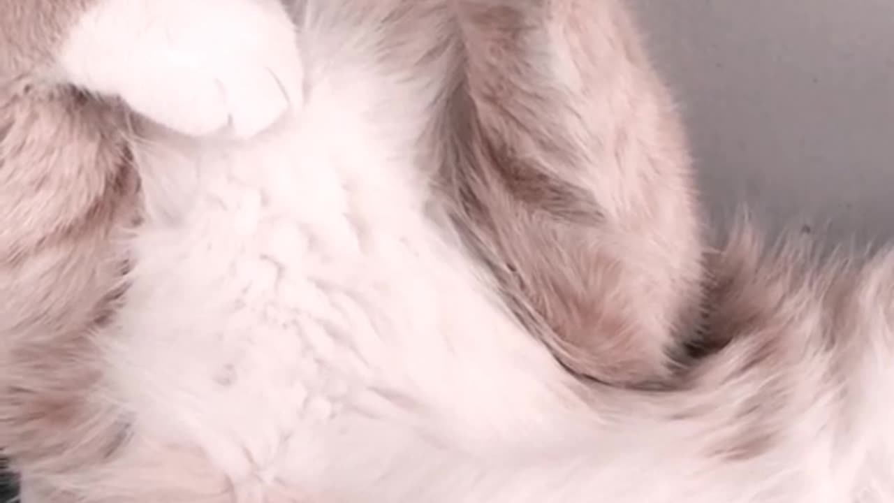 CAT Fanny video