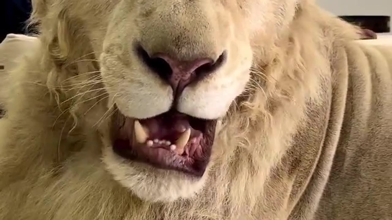 Dubai 🇦🇪 King 👑 Sheikh Nawab With White Tiger 🐯 Lion 🦁 White Tiger 🐅 #Dubai #shorts