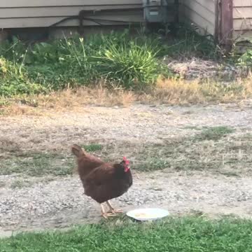 Live very friendly chicken IN TOWN