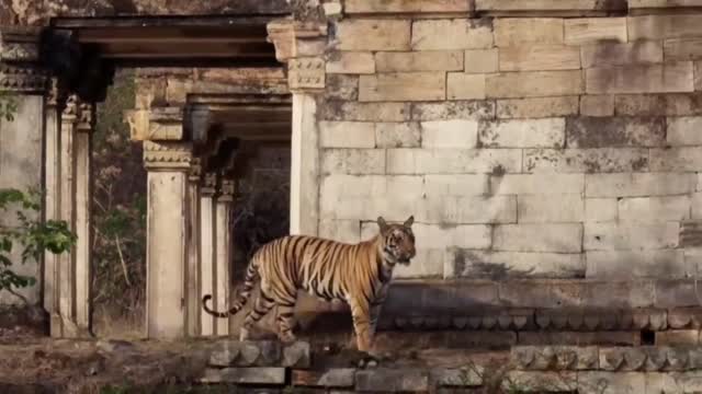 Healing, abandoned buildings become wild animals' homes-003