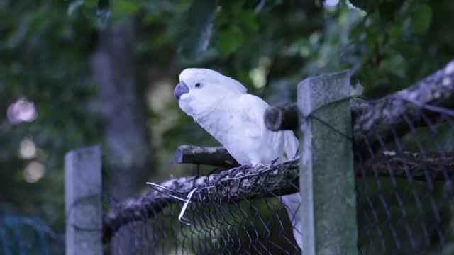 True Friendship Of Ringneck Talking And Dancing Parrots