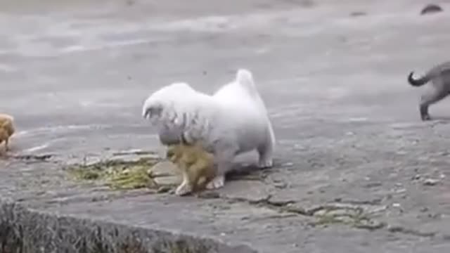 Cute Puppy Playing with Chickens - beautiful moments