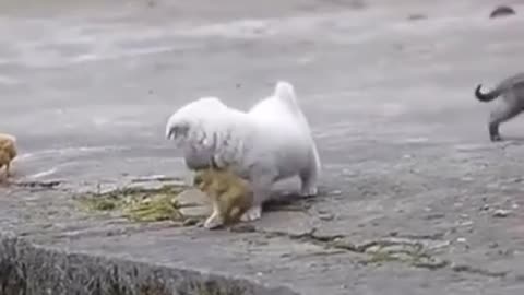 Cute Puppy Playing with Chickens - beautiful moments