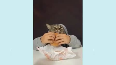 A Cute Little Kitty Have A human hand's And She wants to eat burger