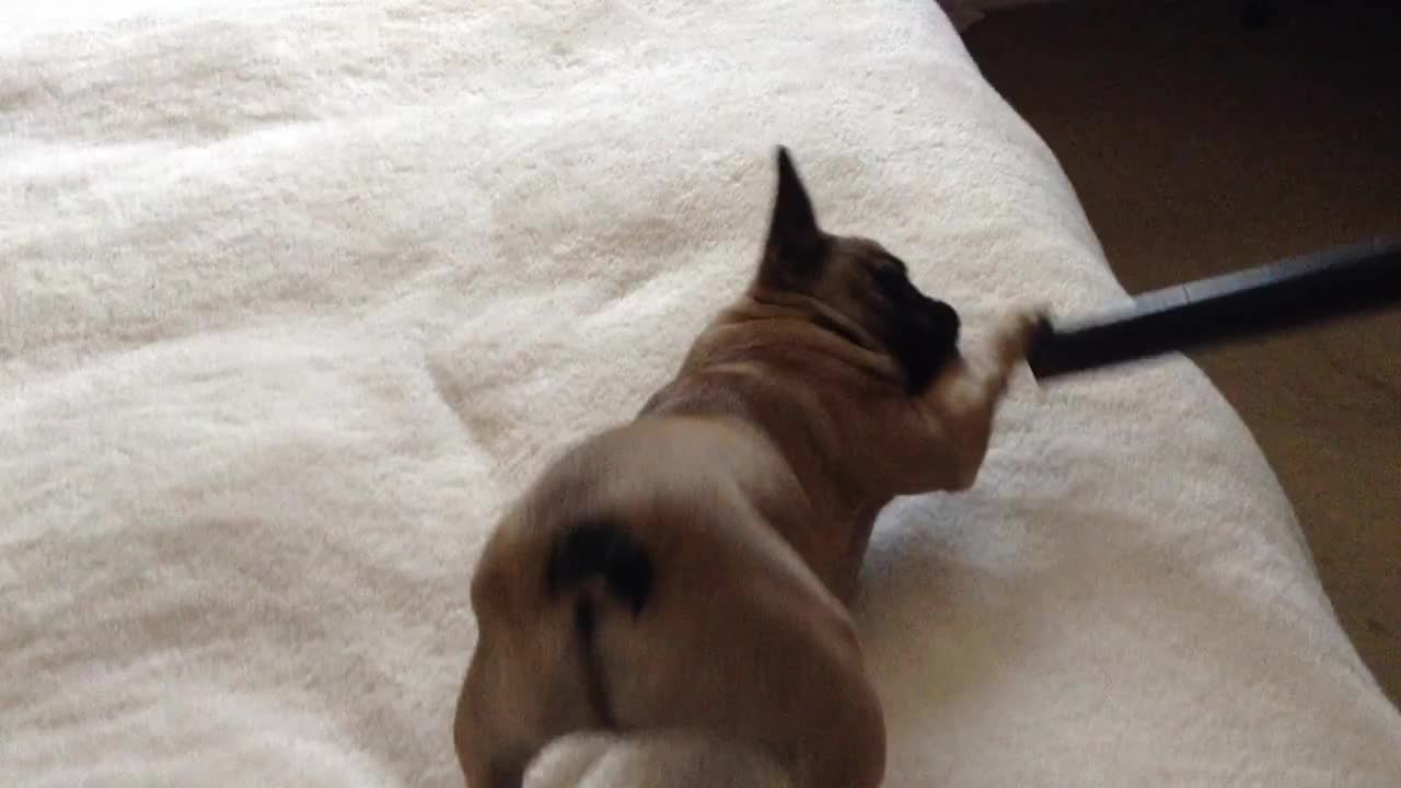 French Bulldog puppy loves the vacuum cleaner