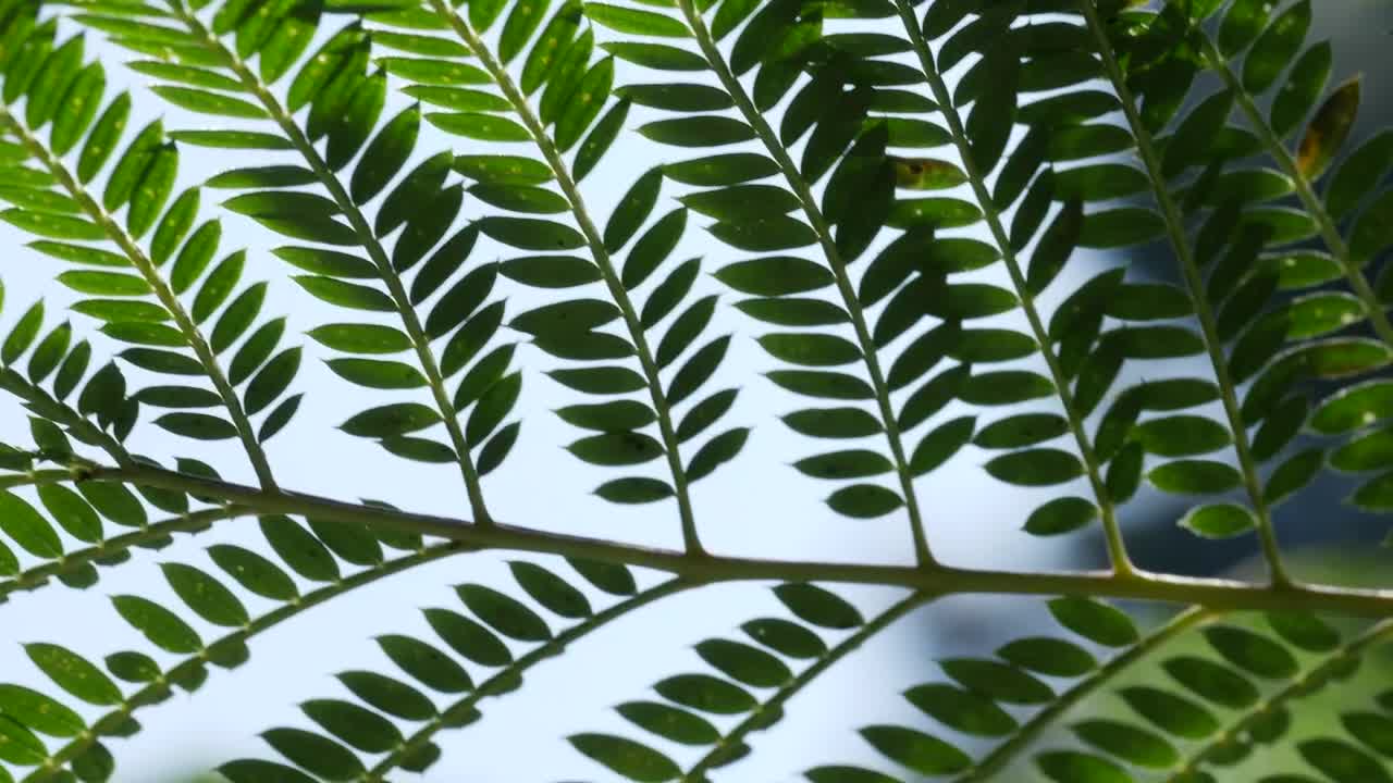 Nature Beach Leafes