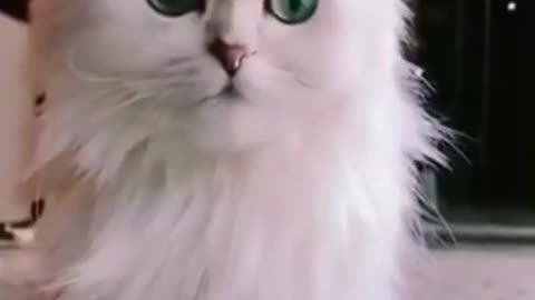 Funny Cat videos 🤣🤣🤣🤣 🐈